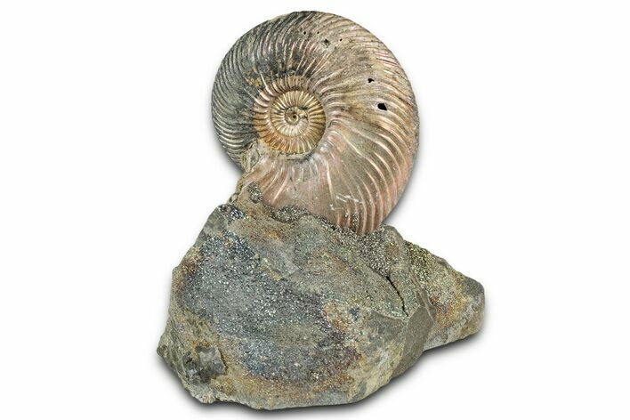 Iridescent, Pyritized Ammonite (Quenstedticeras) Fossil Display #335886